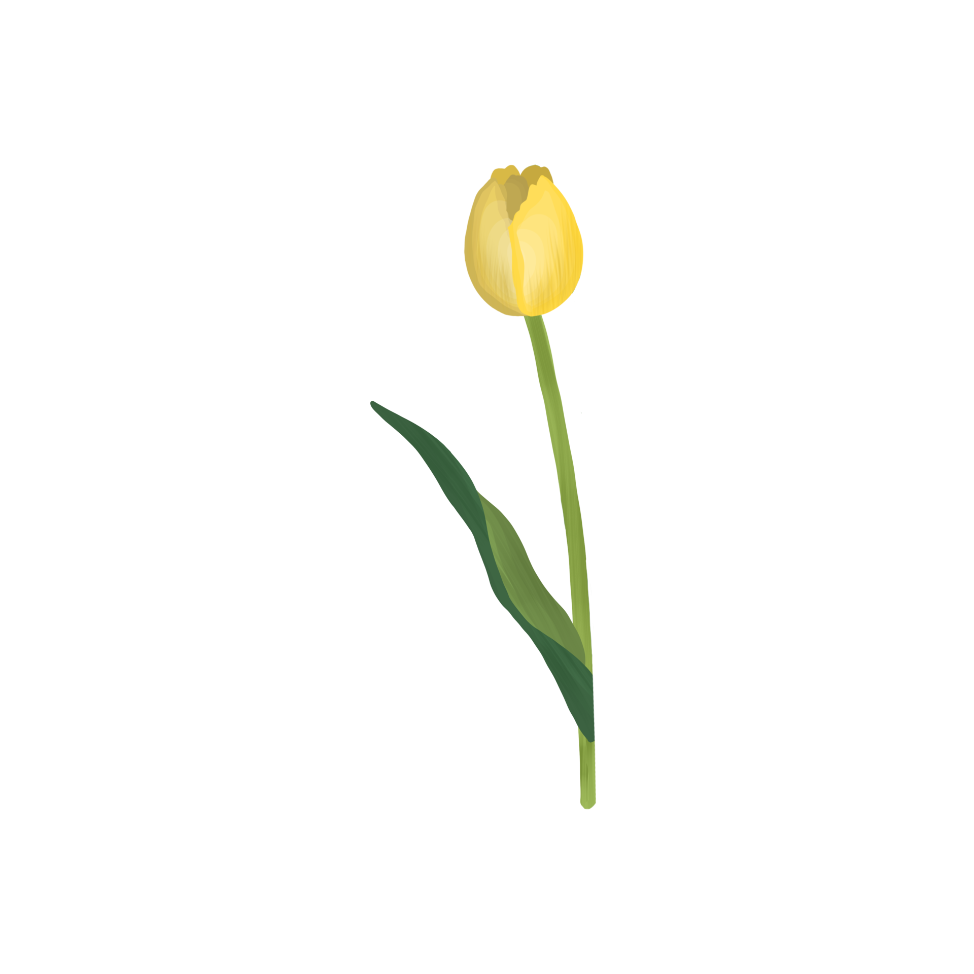 Yellow tulip